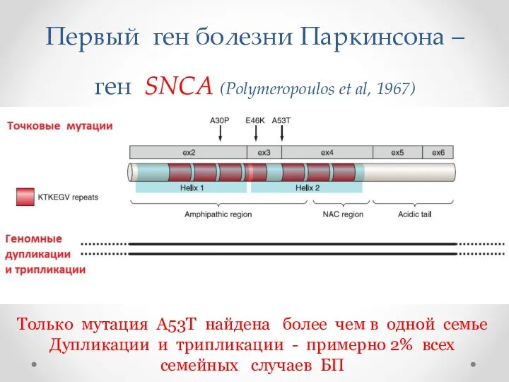 Первый ген болезни Паркинсона – ген SNCA (Polymeropoulos et al,