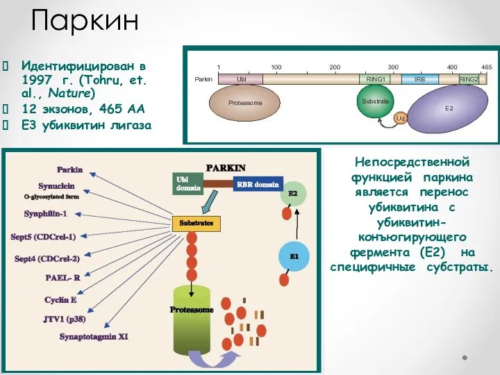 Идентифицирован в 1997 г. (Tohru, et. al., Nature) 12 экзонов,