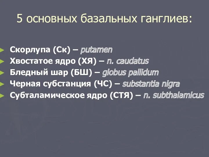 5 основных базальных ганглиев: Скорлупа (Ск) – putamen Хвостатое ядро (ХЯ) – n.