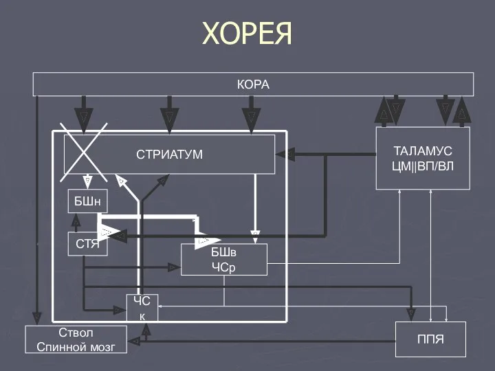 ХОРЕЯ КОРА ТАЛАМУС ЦМ||ВП/ВЛ ППЯ СТРИАТУМ БШн СТЯ ЧСк БШв ЧСр Ствол Спинной мозг