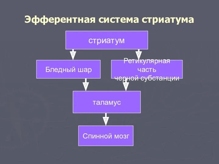 Эфферентная система стриатума стриатум Бледный шар Ретикулярная часть черной субстанции таламус Спинной мозг