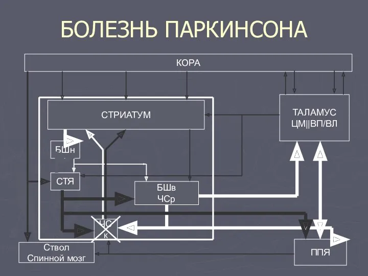 БОЛЕЗНЬ ПАРКИНСОНА КОРА ТАЛАМУС ЦМ||ВП/ВЛ ППЯ СТРИАТУМ БШн СТЯ ЧСк БШв ЧСр Ствол Спинной мозг