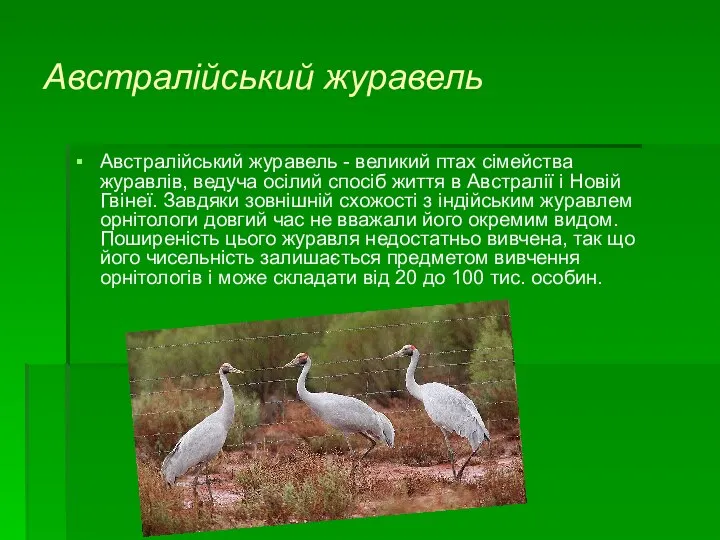 Австралійський журавель Австралійський журавель - великий птах сімейства журавлів, ведуча