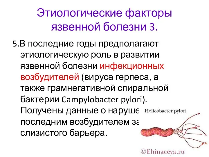 Этиологические факторы язвенной болезни 3. 5.В последние годы предполагают этиологическую