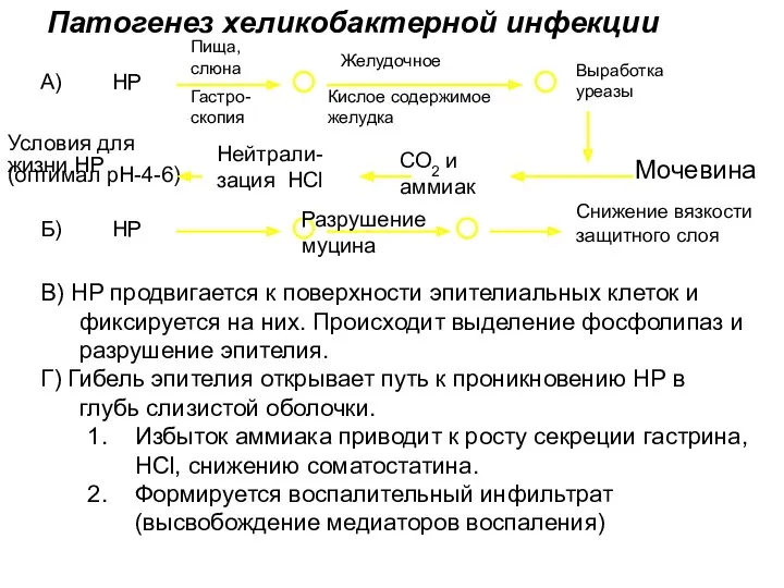 Патогенез хеликобактерной инфекции А) НР Пища, слюна Гастро-скопия Желудочное Кислое