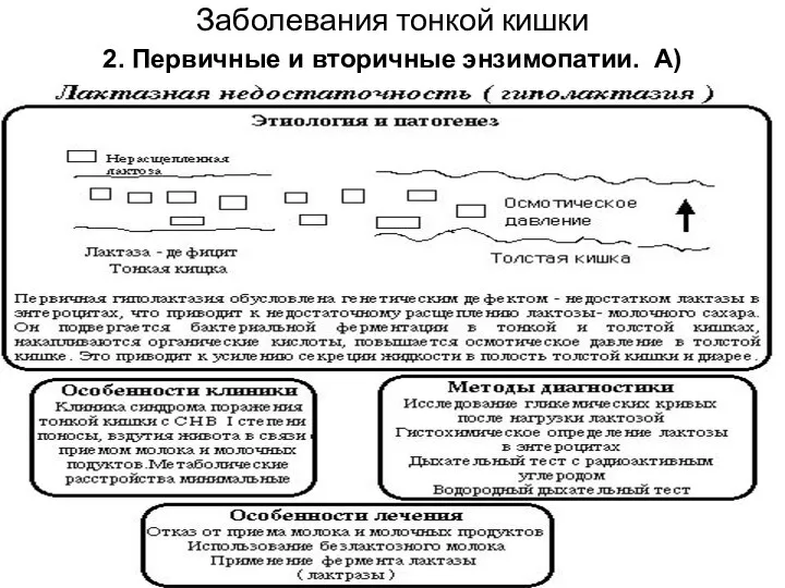 Заболевания тонкой кишки 2. Первичные и вторичные энзимопатии. А)