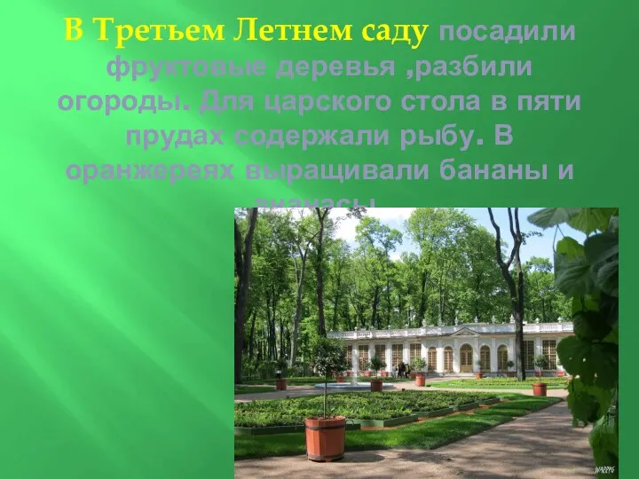 В Третьем Летнем саду посадили фруктовые деревья ,разбили огороды. Для