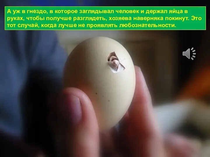 А уж в гнездо, в которое заглядывал человек и держал яйца в руках,