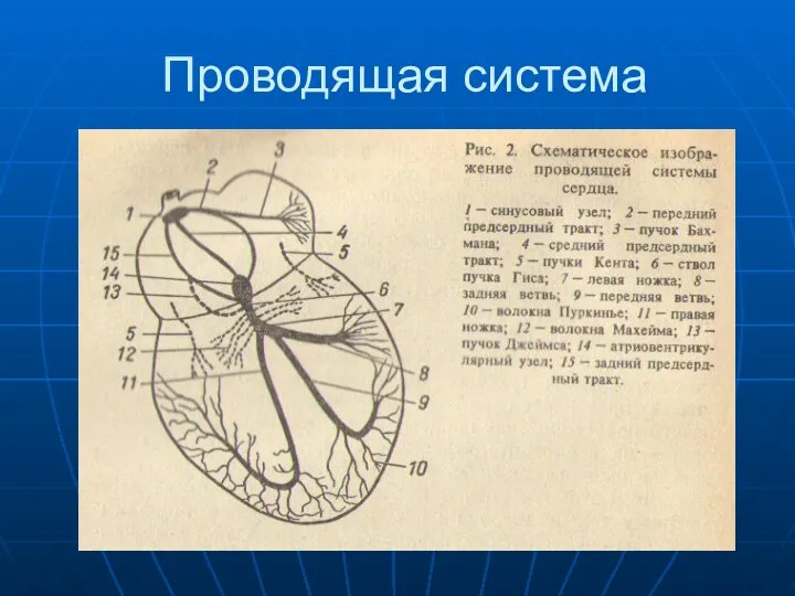 Проводящая система