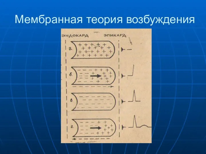 Мембранная теория возбуждения