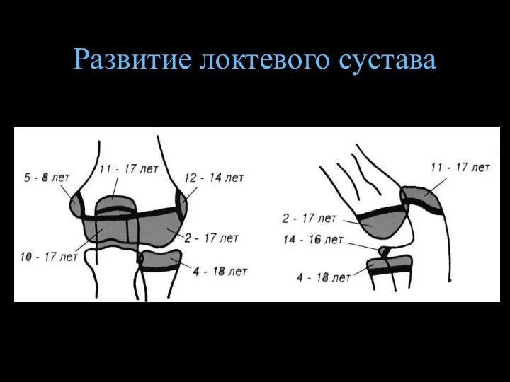 Развитие локтевого сустава