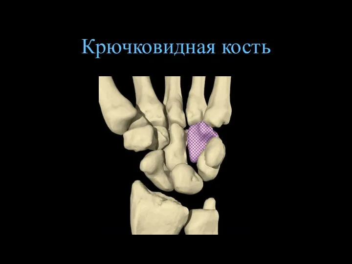 Крючковидная кость