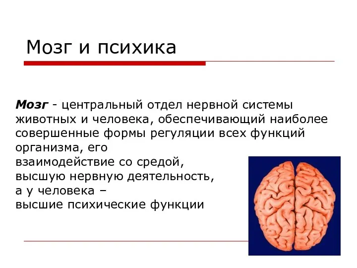Мозг и психика Мозг - центральный отдел нервной системы животных и человека, обеспечивающий