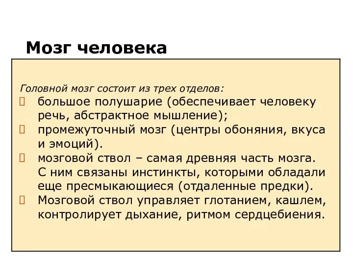 Мозг человека Головной мозг состоит из трех отделов: большое полушарие (обеспечивает человеку речь,