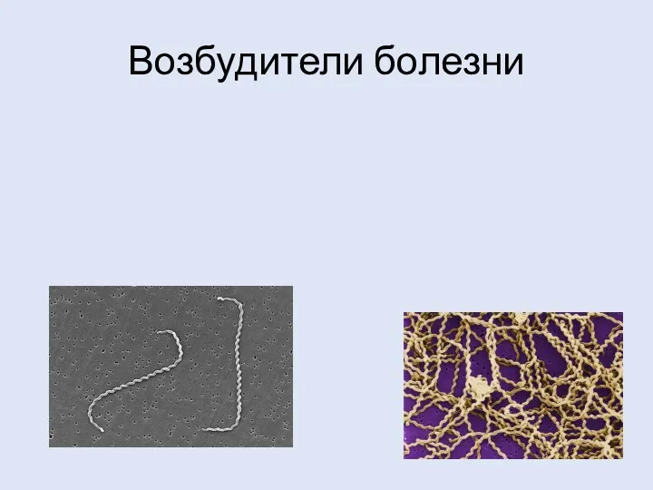 Возбудители болезни