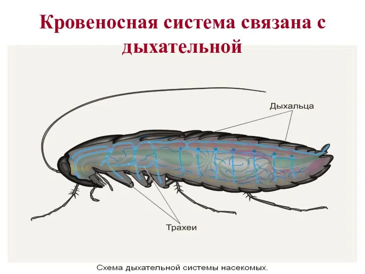 Кровеносная система связана с дыхательной