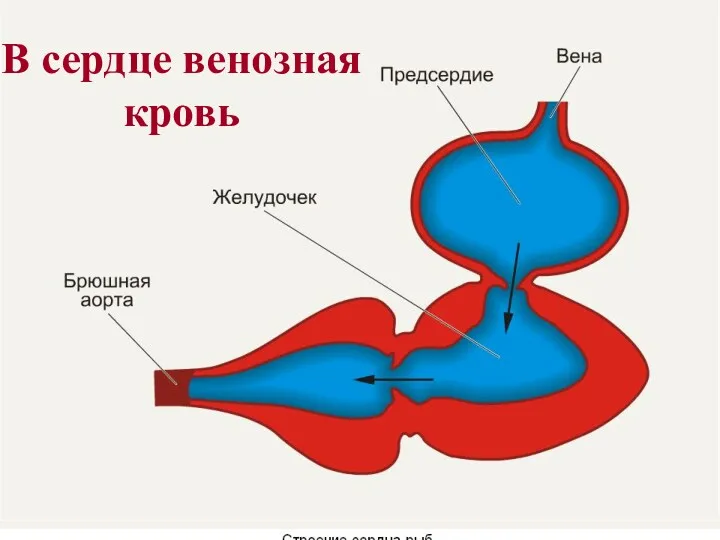 В сердце венозная кровь