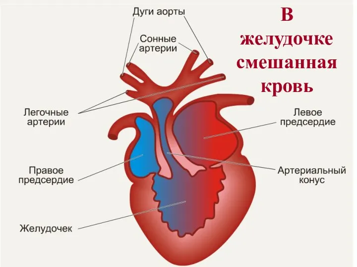 В желудочке смешанная кровь