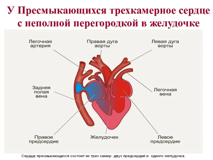 У Пресмыкающихся трехкамерное сердце с неполной перегородкой в желудочке