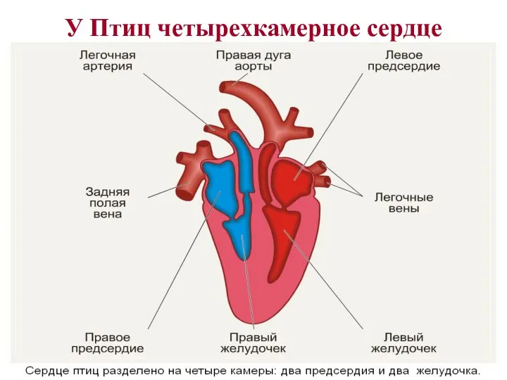 У Птиц четырехкамерное сердце