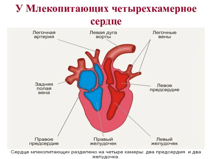 У Млекопитающих четырехкамерное сердце