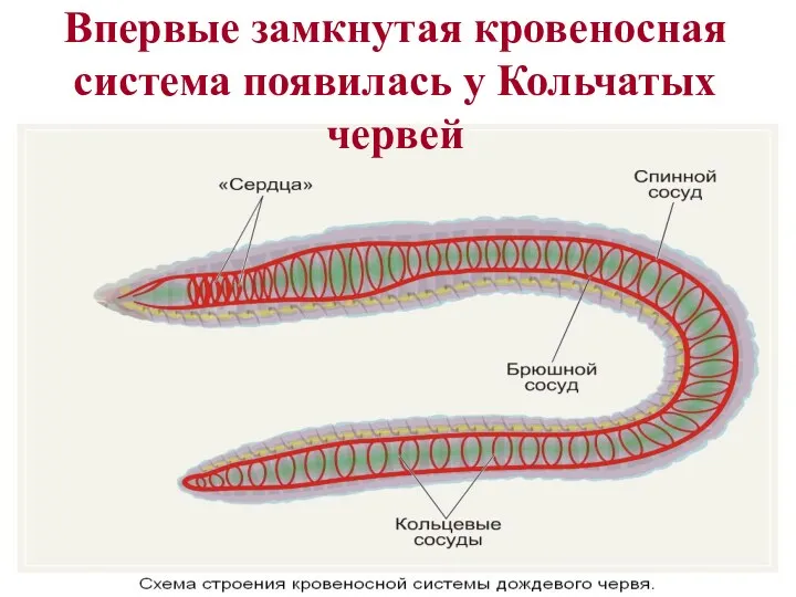 Впервые замкнутая кровеносная система появилась у Кольчатых червей