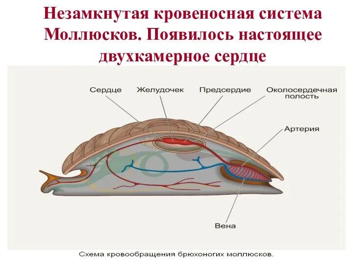 Незамкнутая кровеносная система Моллюсков. Появилось настоящее двухкамерное сердце