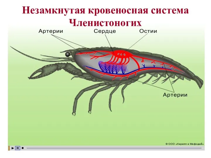 Незамкнутая кровеносная система Членистоногих