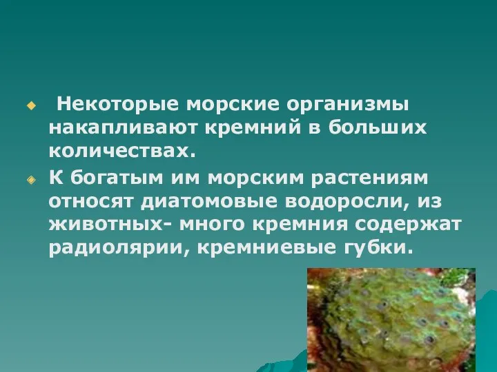 Некоторые морские организмы накапливают кремний в больших количествах. К богатым