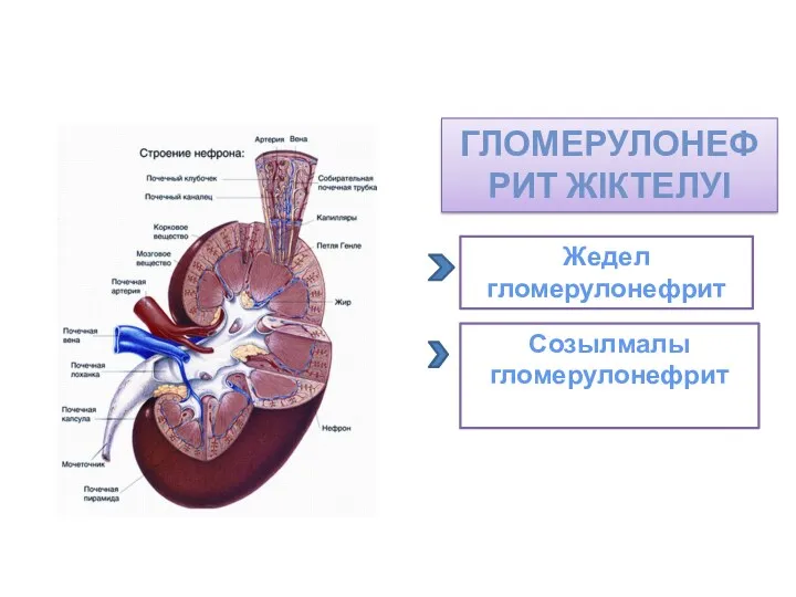 ГЛОМЕРУЛОНЕФРИТ ЖІКТЕЛУІ Жедел гломерулонефрит Созылмалы гломерулонефрит