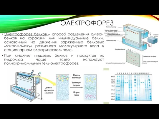 ЭЛЕКТРОФОРЕЗ Электрофорез белков – способ разделения смеси белков на фракции