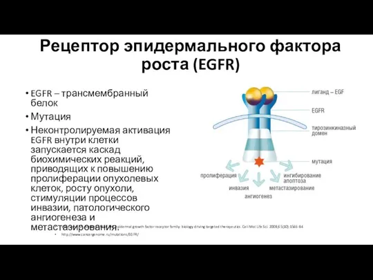 Рецептор эпидермального фактора роста (EGFR) Wieduwilt MJ, Moasser MM. The