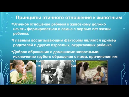 Принципы этичного отношения к животным Этичное отношение ребенка к животному