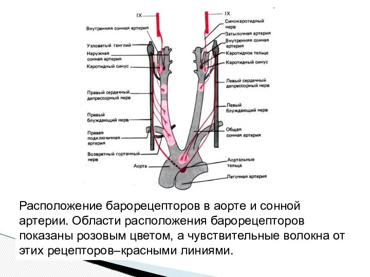 Расположение барорецепторов в аорте и сонной артерии. Области расположения барорецепторов