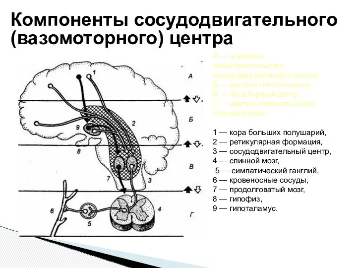 А — корковое представительство сосудодвигательного центра; Б — центры гипоталамуса;