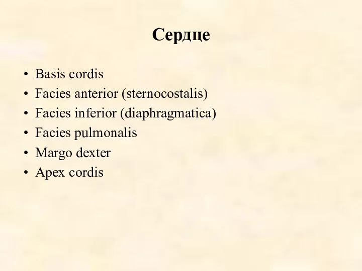 Сердце Basis cordis Facies anterior (sternocostalis) Facies inferior (diaphragmatica) Facies pulmonalis Margo dexter Apex cordis