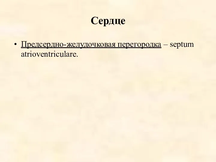 Сердце Предсердно-желудочковая перегородка – septum atrioventriculare.