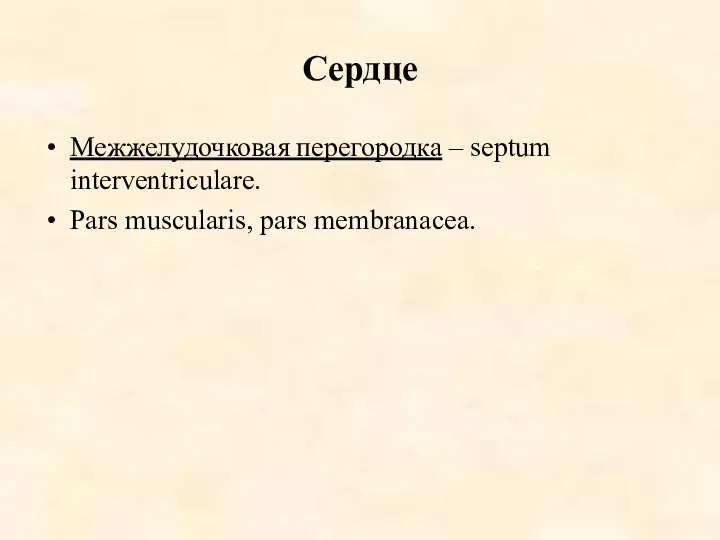 Сердце Межжелудочковая перегородка – septum interventriculare. Pars muscularis, pars membranacea.