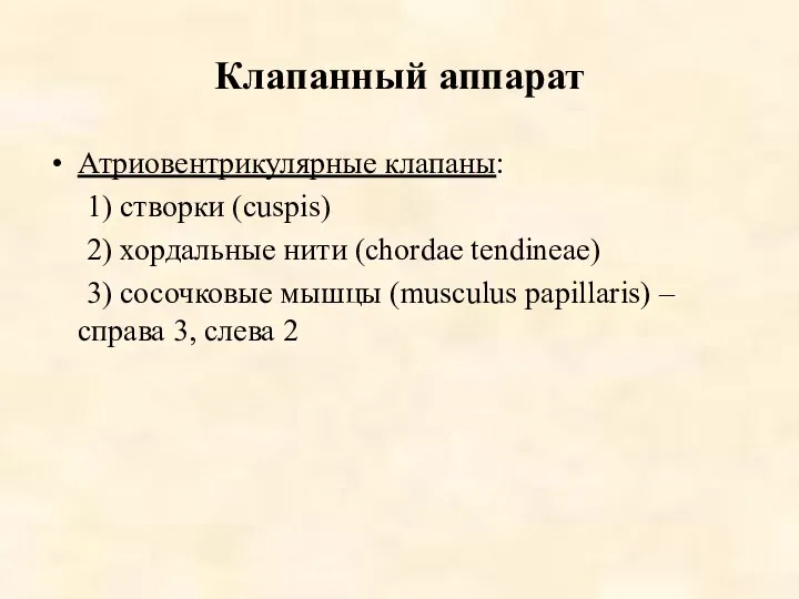 Клапанный аппарат Атриовентрикулярные клапаны: 1) створки (cuspis) 2) хордальные нити