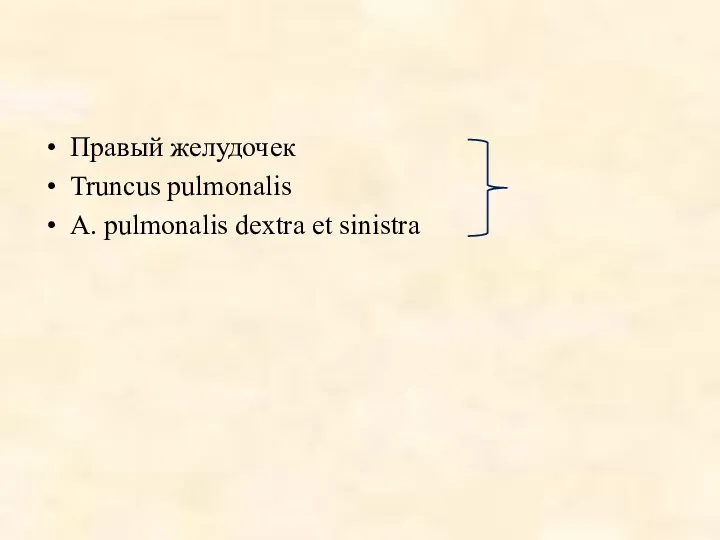 Правый желудочек Truncus pulmonalis A. pulmonalis dextra et sinistra