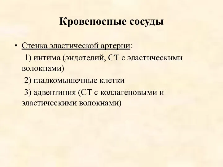 Кровеносные сосуды Стенка эластической артерии: 1) интима (эндотелий, СТ с