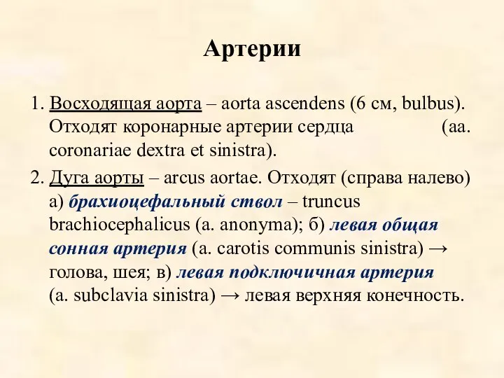 Артерии 1. Восходящая аорта – aorta ascendens (6 см, bulbus).