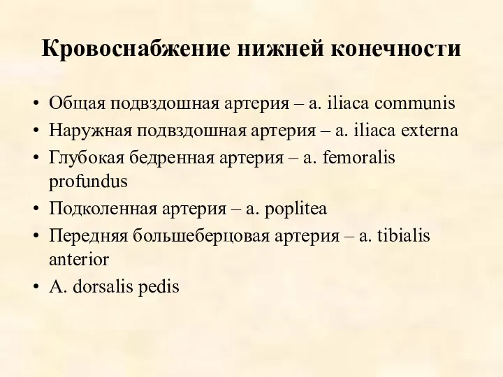 Кровоснабжение нижней конечности Общая подвздошная артерия – a. iliaca communis