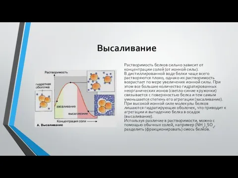 Высаливание Растворимость белков сильно зависит от концентрации солей (от ионной