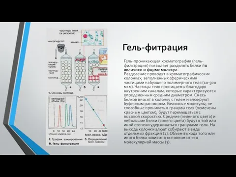 Гель-фитрация Гель-проникающая хроматография (гель-фильтрация) позволяет разделять белки по величине и