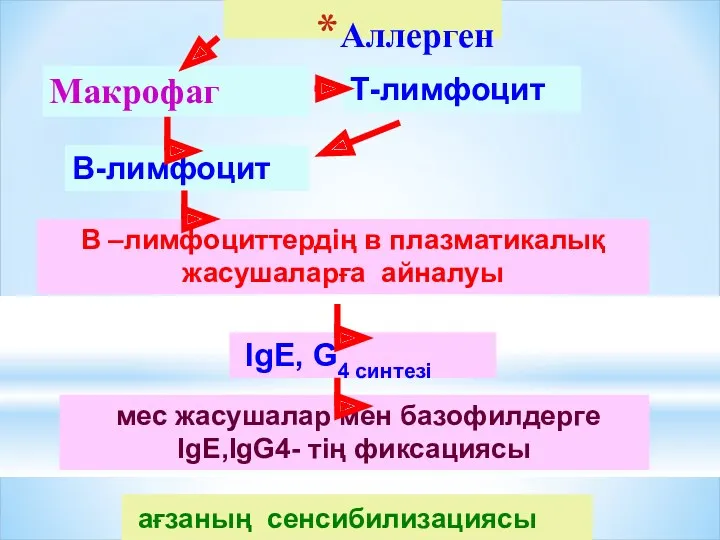 Аллерген Макрофаг Т-лимфоцит В-лимфоцит В –лимфоциттердің в плазматикалық жасушаларға айналуы