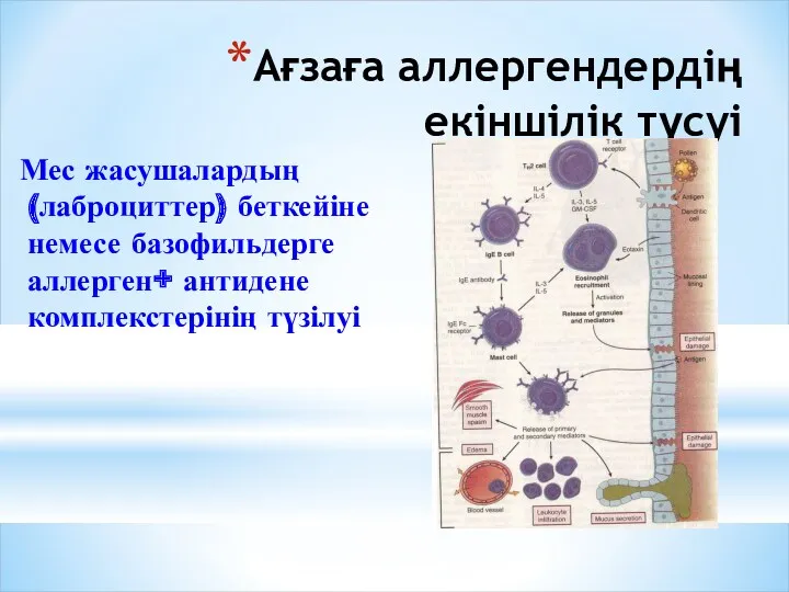 Ағзаға аллергендердің екіншілік түсуі Мес жасушалардың(лаброциттер) беткейіне немесе базофильдерге аллерген+ антидене комплекстерінің түзілуі