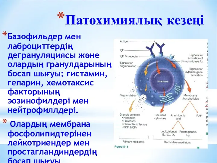 Патохимиялық кезеңі Базофильдер мен лаброциттердің дегрануляциясы және олардың гранулдарының босап