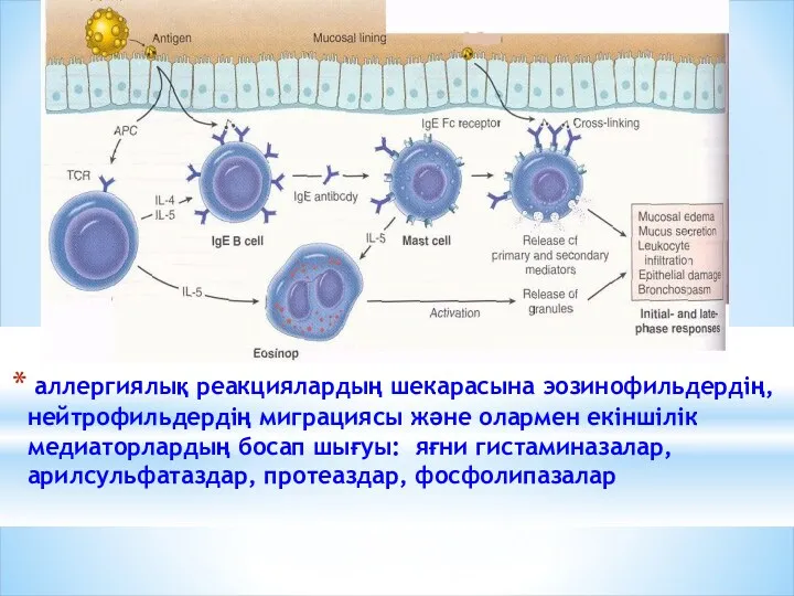 аллергиялық реакциялардың шекарасына эозинофильдердің, нейтрофильдердің миграциясы және олармен екіншілік медиаторлардың