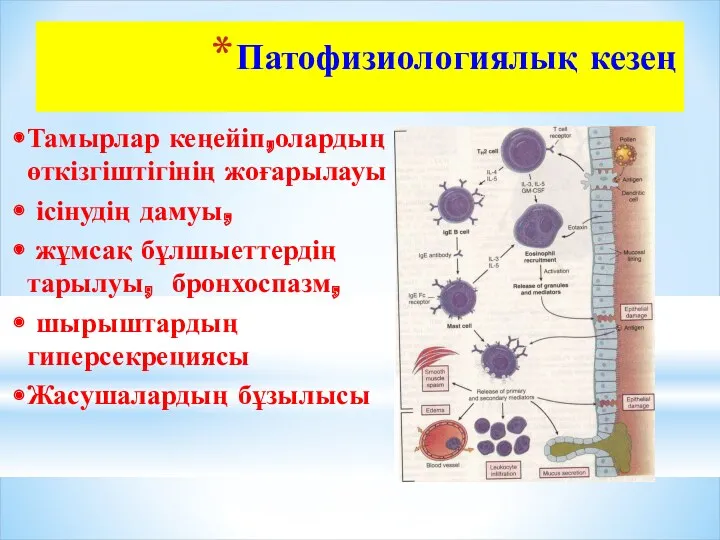 Патофизиологиялық кезең Тамырлар кеңейіп,олардың өткізгіштігінің жоғарылауы ісінудің дамуы, жұмсақ бұлшыеттердің тарылуы, бронхоспазм, шырыштардың гиперсекрециясы Жасушалардың бұзылысы